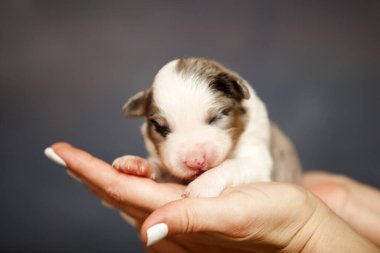 Avustralyalı çoban köpeği.