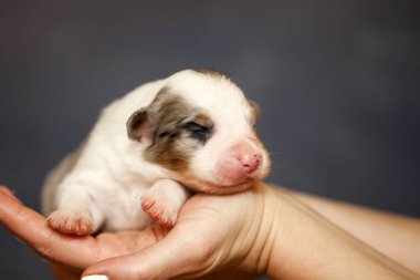 Avustralyalı çoban köpeği.