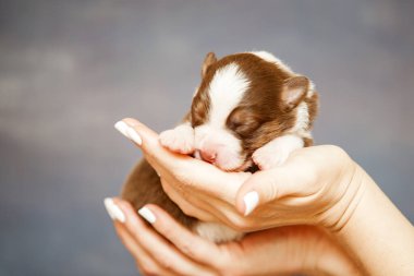 Avustralyalı çoban köpeği.