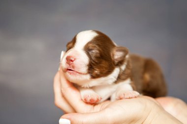 Avustralyalı çoban köpeği.