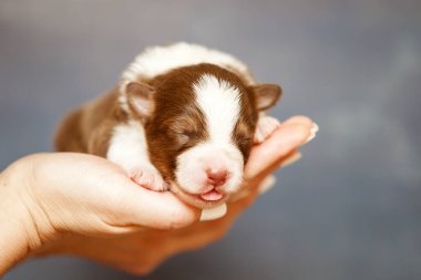 Avustralyalı çoban köpeği.