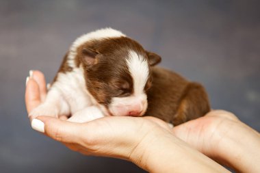 Avustralyalı çoban köpeği.