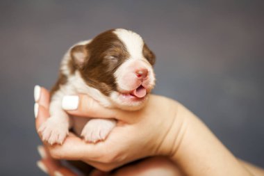 Avustralyalı çoban köpeği.