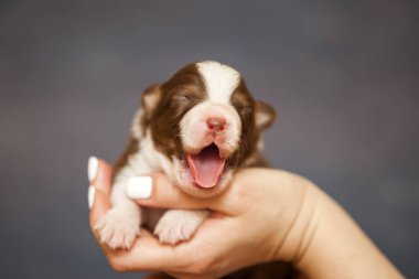 Avustralyalı çoban köpeği.