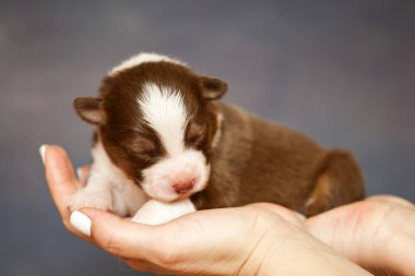 Avustralyalı çoban köpeği.