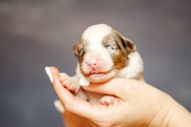 Avustralyalı çoban köpeği.