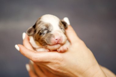 Avustralyalı çoban köpeği.