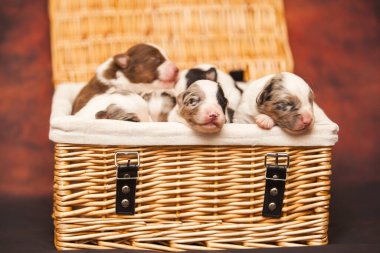 Avustralyalı çoban köpekleri.