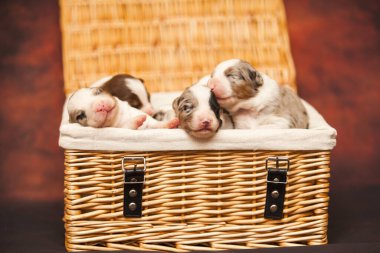 Avustralyalı çoban köpekleri.