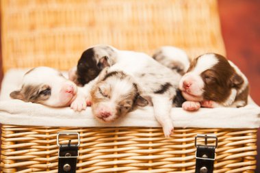 Avustralyalı çoban köpekleri.