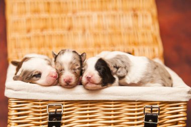 Avustralyalı çoban köpekleri.