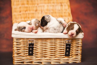 Avustralyalı çoban köpekleri.