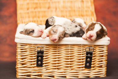 Avustralyalı çoban köpekleri.