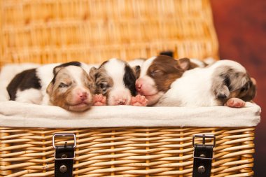 Avustralyalı çoban köpekleri.