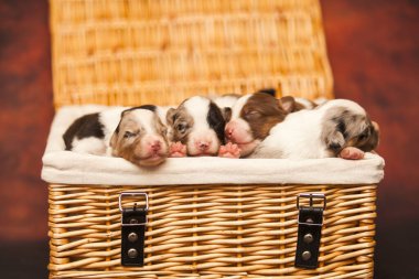 Avustralyalı çoban köpekleri.