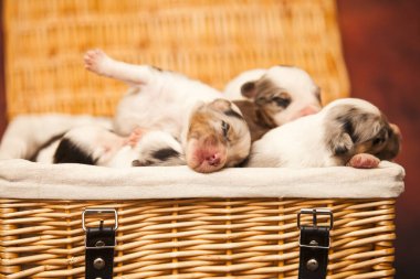 Avustralyalı çoban köpekleri.