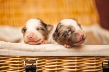 Avustralyalı çoban köpekleri.