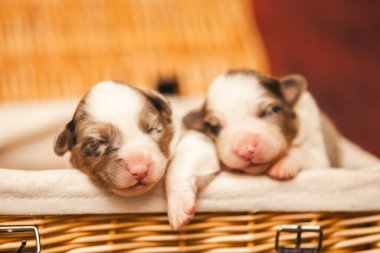 Avustralyalı çoban köpekleri.