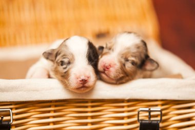 Avustralyalı çoban köpekleri.