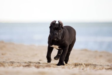 Yetişkin baston Corso kumsalda köpek yetiştiriyor. 