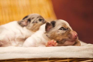 Avustralyalı çoban köpekleri.