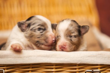 Avustralyalı çoban köpekleri.