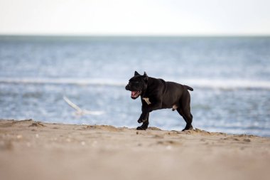Yetişkin baston Corso kumsalda köpek yetiştiriyor. 