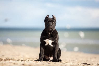 Yetişkin baston Corso kumsalda köpek yetiştiriyor. 