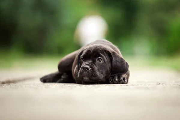 Bonito Filhote Cachorro Cana Corso Livre — Fotografia de Stock