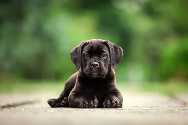 Bonito Filhote Cachorro Cana Corso Livre — Fotografia de Stock