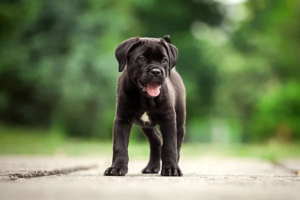 Lindo Cachorro Bastón Corso Aire Libre —  Fotos de Stock