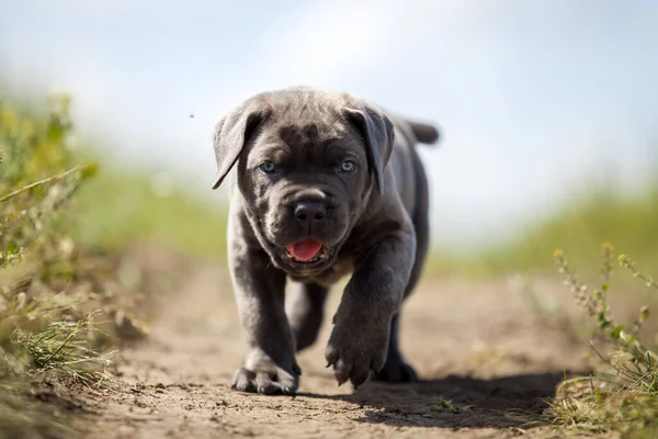 Bonito Filhote Cachorro Cana Corso Livre — Fotografia de Stock