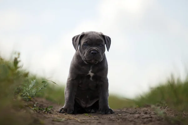 Bonito Filhote Cachorro Cana Corso Livre — Fotografia de Stock