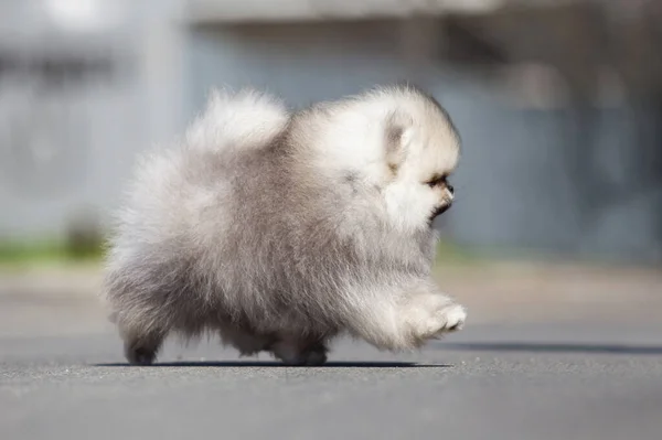 Divertido Pomeranian Spitz Cachorro Caminando Camino —  Fotos de Stock