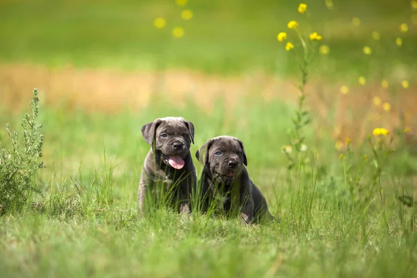 Şirin Yavru Köpekler Cane Corso açık havada