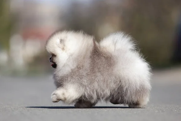 Legrační Pomeranian Spitz Puppy Walking Road — Stock fotografie