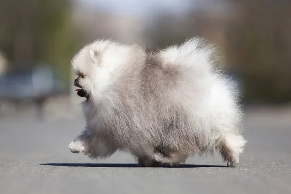 面白いポメラニアン スピッツの子犬が道を歩いていて — ストック写真