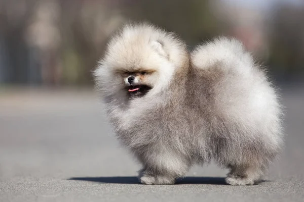Śmieszne Pomeranian Spitz Szczeniak Spacery Drodze — Zdjęcie stockowe