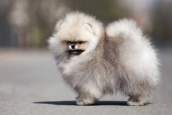 Śmieszne Pomeranian Spitz Szczeniak Spacery Drodze — Zdjęcie stockowe