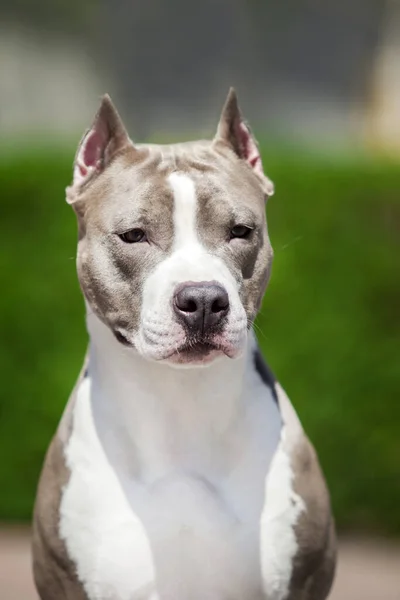 Zbliżenie Portret Pit Bull — Zdjęcie stockowe