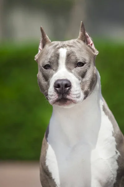 Close Retrato Pit Bull — Fotografia de Stock