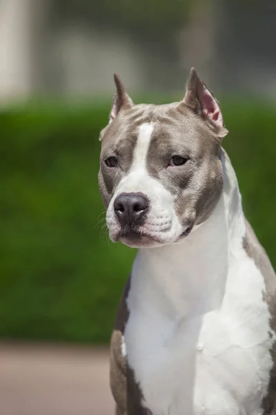 Close Portret Van Pitbull — Stockfoto