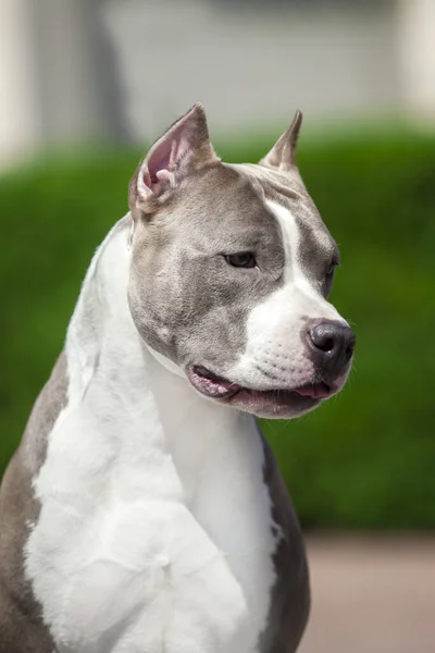 Primer Plano Retrato Pit Bull — Foto de Stock