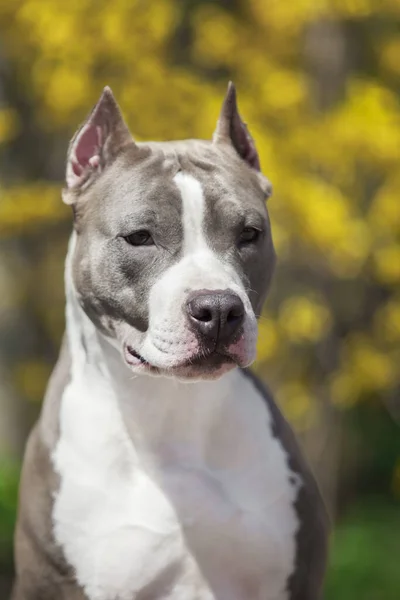 Close Retrato Pit Bull — Fotografia de Stock