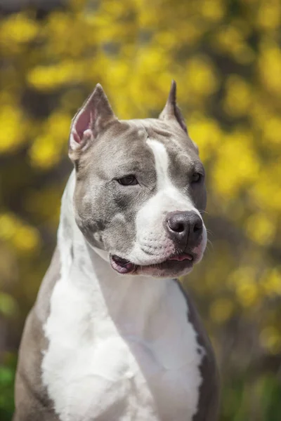 Närbild Porträtt Pitbull — Stockfoto