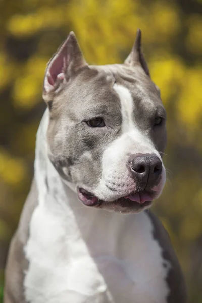 Primer Plano Retrato Pit Bull —  Fotos de Stock