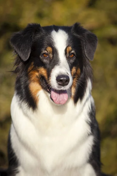 Amerikan Çoban Köpeği Açık Hava Portresi — Stok fotoğraf