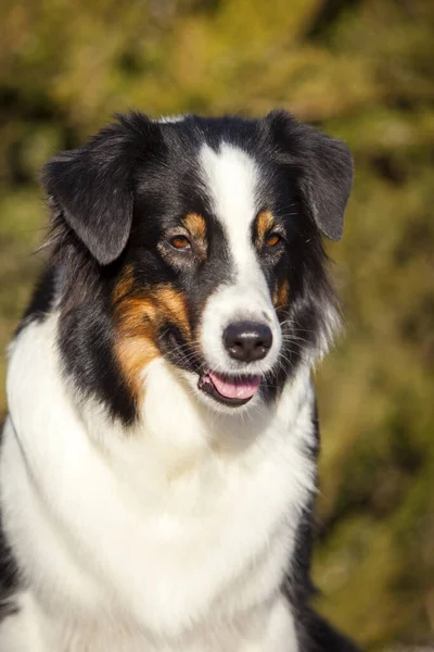 Amerikanischer Schäferhund Freien — Stockfoto