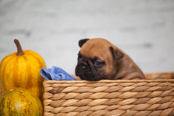 Nahaufnahme Mops Welpe Weidenkorb Der Nähe Von Kürbissen — Stockfoto