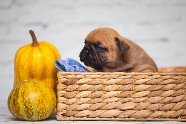 Nahaufnahme Mops Welpe Weidenkorb Der Nähe Von Kürbissen — Stockfoto